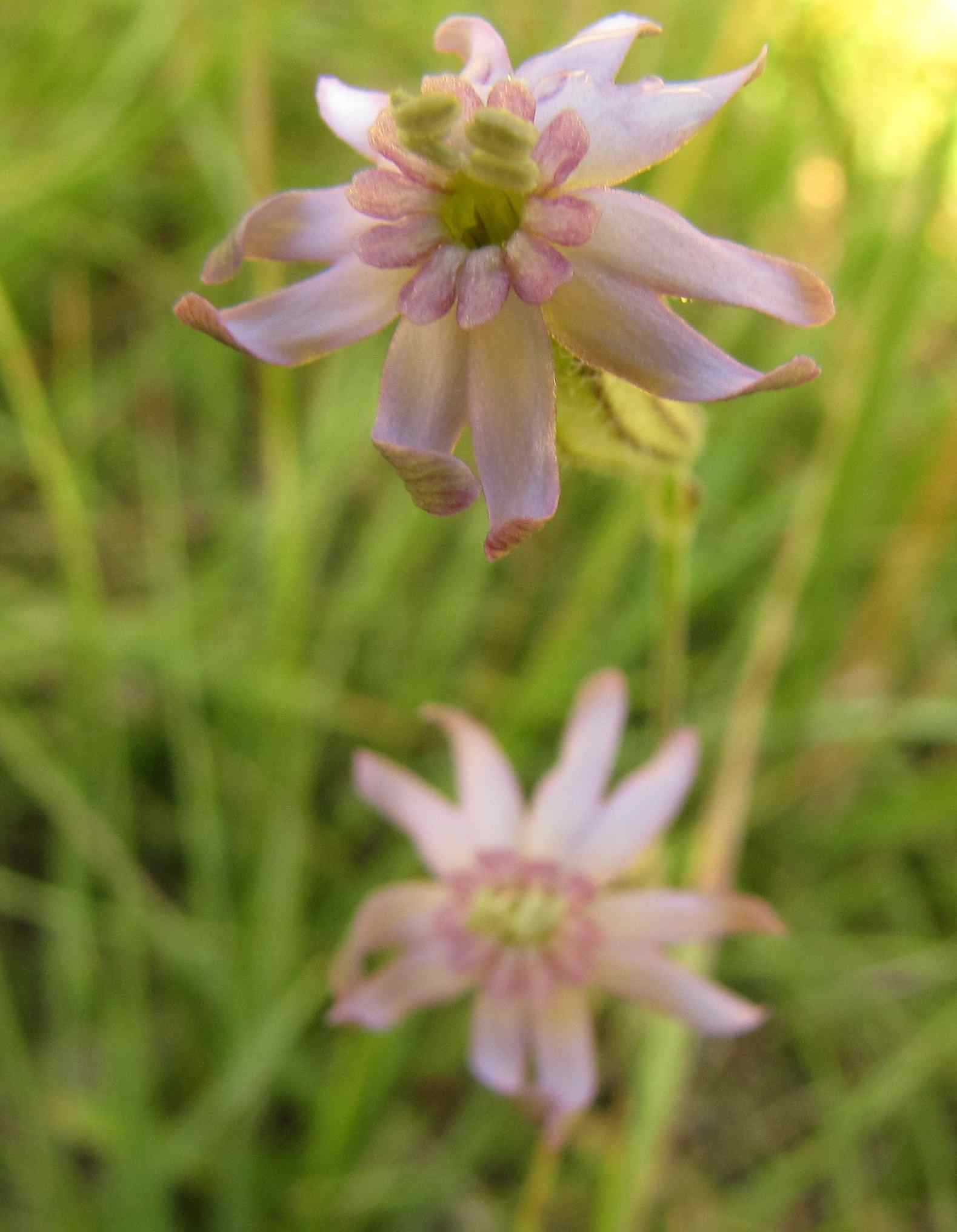 silene sibillini? - Silene cfr. ciliata